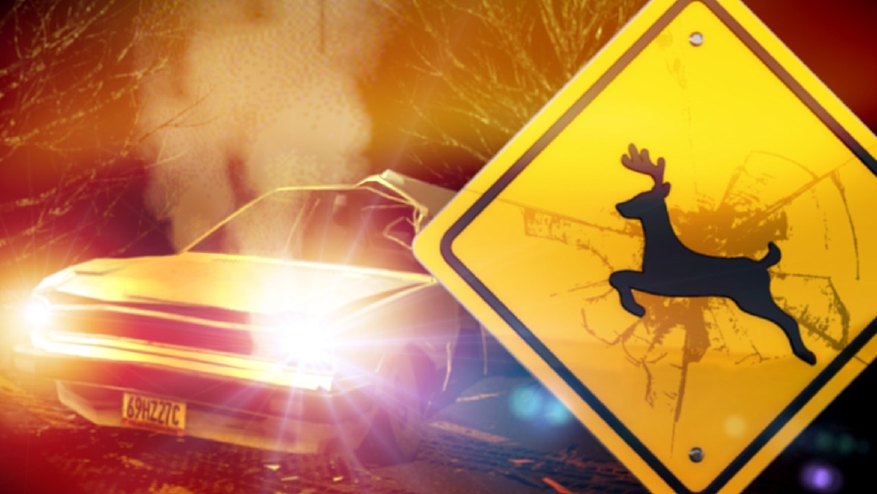 What Happens If You Hit a Deer in Alabama? Insurance Coverage Explained